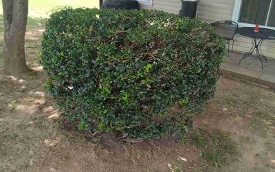 Photo of Michael S.'s yard after getting landscaping in Pineville, NC