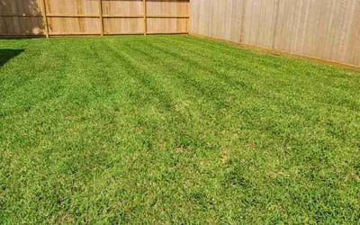 Photo of Tiara D.'s yard after getting lawn care in Arroyo Grande, CA