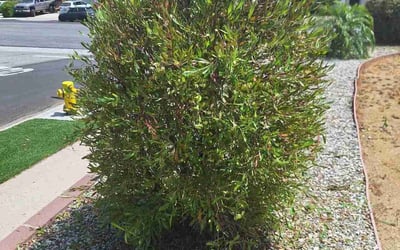 Photo of Joe F.'s yard after getting landscaping in Newbury Park, CA