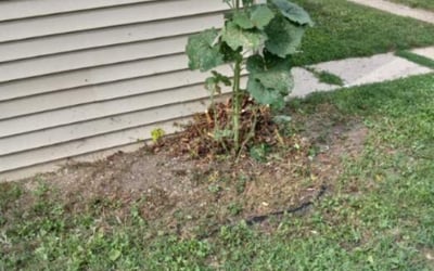 Photo of Lynn P.'s yard after getting landscaping in Elm Grove, WI