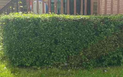 Photo of Michael F.'s yard after getting landscaping in Liverpool, NY