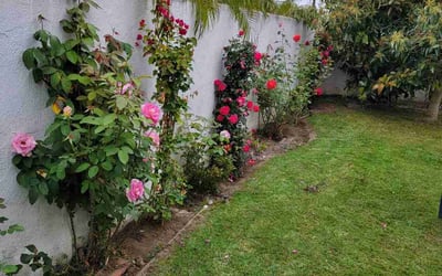 Photo of UNEKI B.'s yard after getting tree care in Salinas, CA