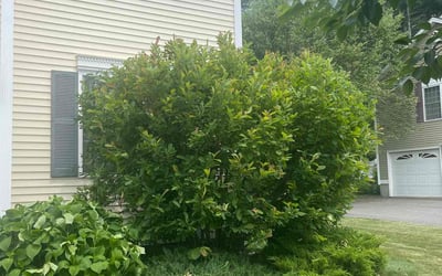 Photo of David R.'s yard after getting landscaping in Goffstown, NH
