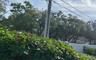 Photo of Derick K.'s yard after getting tree care in Indian Rocks Beach, FL