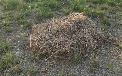 Photo of Sherri D.'s yard after getting tree care in Ft Mitchell, KY