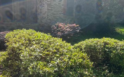 Photo of Lee T.'s yard after getting landscaping in Hollywood, SC