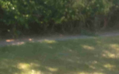 Photo of Joe P.'s yard after getting landscaping in Clinton, OH