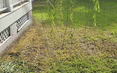 Photo of Erica B.'s yard after getting landscaping in Hanahan, SC