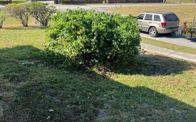 Photo of Kimberly J.'s yard after getting tree care in Haines City, FL