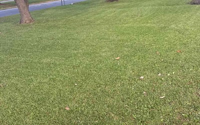 Photo of Linda Y.'s yard after getting tree care in Statesville, NC