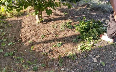 Photo of Charles W.'s yard after getting landscaping in Vancouver, WA