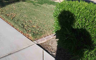 Photo of Larry L.'s yard after getting tree care in Tempe, AZ