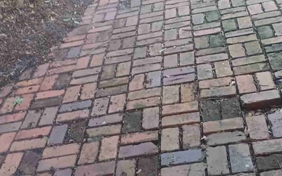 Photo of David G.'s yard after getting landscaping in Slidell, LA