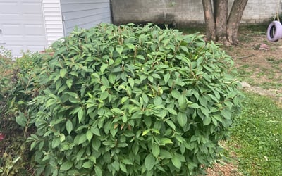 Photo of Nick S.'s yard after getting landscaping in Morning View, KY