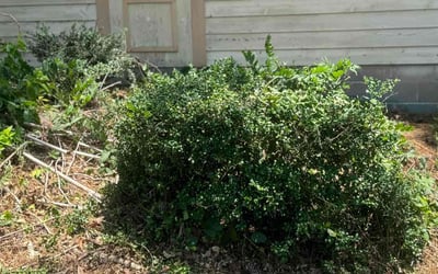 Photo of Carol G.'s yard after getting landscaping in Waleska, GA