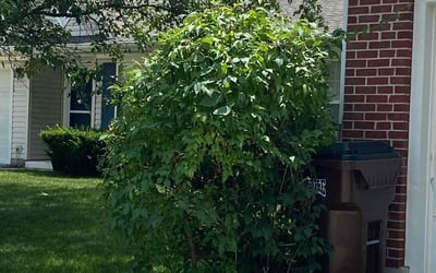 Photo of Leopoldo A.'s yard after getting tree care in Dayton, OH