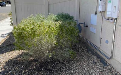 Photo of Anthony E.'s yard after getting landscaping in Barstow, CA