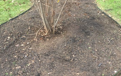 Photo of Mark V.'s yard after getting landscaping in Poteet, TX