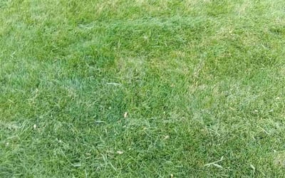 Photo of Christina P.'s yard after getting landscaping in Sedalia, CO