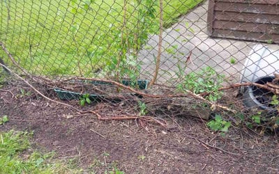 Photo of Molly K.'s yard after getting landscaping in Saint Clair Shores, MI
