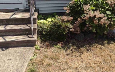 Photo of Patricia C.'s yard after getting landscaping in Milford, CT