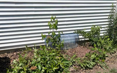 Photo of KAREN J.'s yard after getting landscaping in Springfield, IL