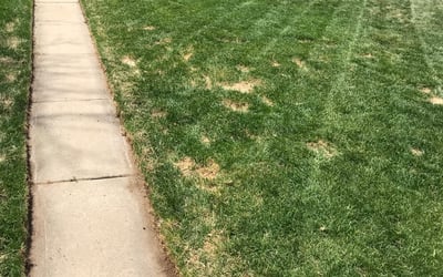 Photo of Erin C.'s yard after getting landscaping in Byers, CO