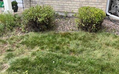 Photo of Margaret F.'s yard after getting landscaping in Manitou Springs, CO
