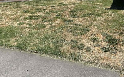 Photo of Nancy H.'s yard after getting landscaping in North Highlands, CA