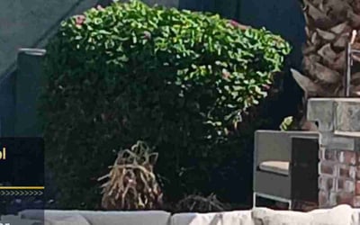 Photo of Ravi G.'s yard after getting tree care in Coolidge, AZ