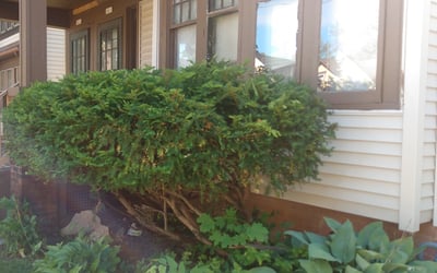 Photo of Tod P.'s yard after getting tree care in Hartland, WI