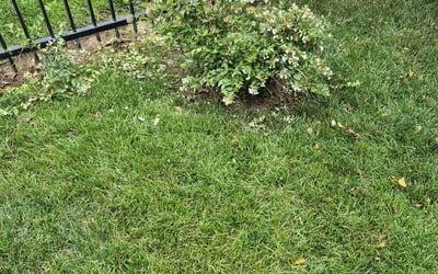 Photo of James S.'s yard after getting landscaping in Derby, KS