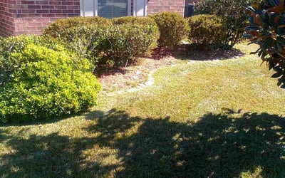 Photo of Rita C.'s yard after getting landscaping in Vacherie, LA