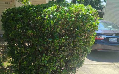 Photo of Michael S.'s yard after getting landscaping in Fort Lawn, SC