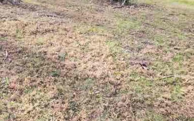 Photo of Susan T.'s yard after getting landscaping in Welcome, MD