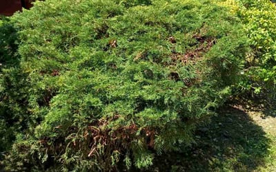 Photo of Kyle K.'s yard after getting landscaping in Tacoma, WA