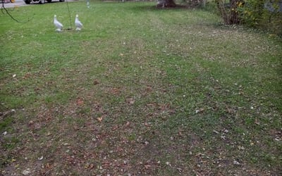 Photo of Julie W.'s yard after getting landscaping in Saint Clair Shores, MI
