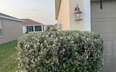 Photo of Stephen G.'s yard after getting landscaping in Nalcrest, FL