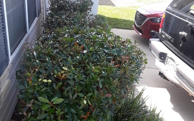 Photo of Marilyn M.'s yard after getting landscaping in Bagdad, FL