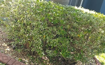 Photo of Jason B.'s yard after getting landscaping in Trilby, FL