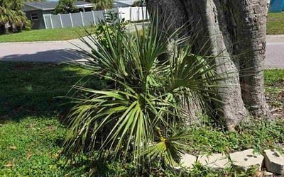 Photo of Thomas A.'s yard after getting landscaping in Bradenton, FL