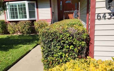 Photo of Monique A.'s yard after getting tree care in Redwood City, CA