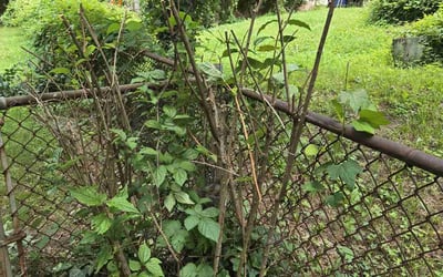 Photo of Tabitha R.'s yard after getting tree care in Manassas, VA