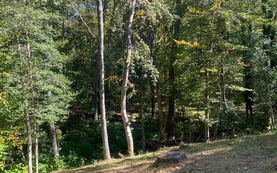 Photo of Justin S.'s yard after getting landscaping in Severn, VA