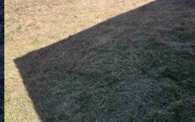 Photo of Joycleyn A.'s yard after getting tree care in San Marcos, CA