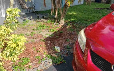 Photo of Christine B.'s yard after getting landscaping in Dania, FL