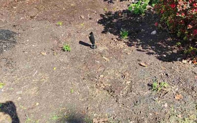 Photo of Erica B.'s yard after getting landscaping in Shippensburg, PA