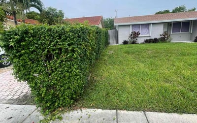 Photo of Mark K.'s yard after getting landscaping in Dania, FL