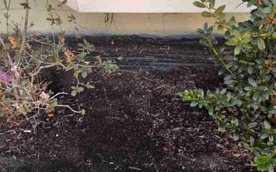 Photo of Emily W.'s yard after getting landscaping in Belle Chasse, LA