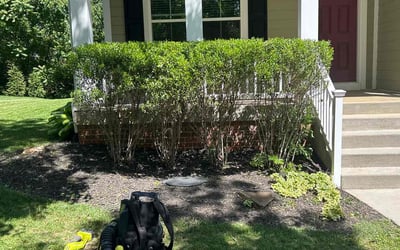 Photo of James M.'s yard after getting landscaping in Charlottesville, VA